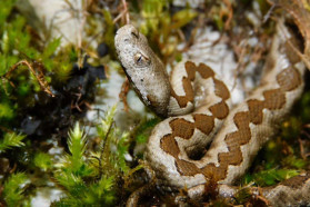 Horned viper (Vipera ammodytes).